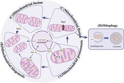 Sirtuins mediate mitochondrial quality control mechanisms: a novel therapeutic target for osteoporosis